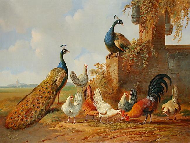 unknow artist Peacocks and chickens oil painting picture